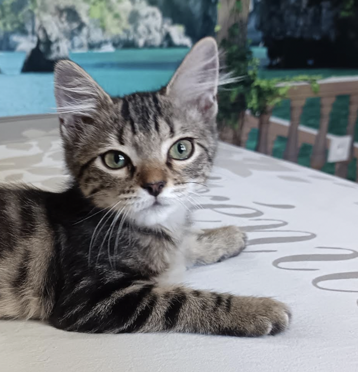 Adoption Mae 
