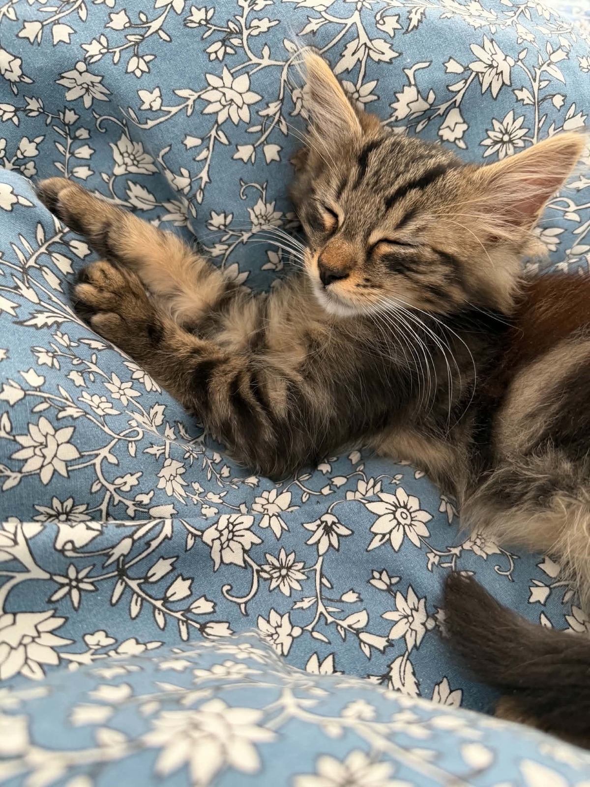 Adoption François