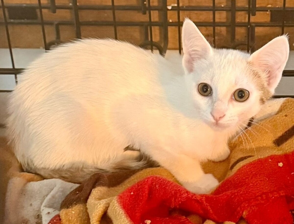 Adoption Belle