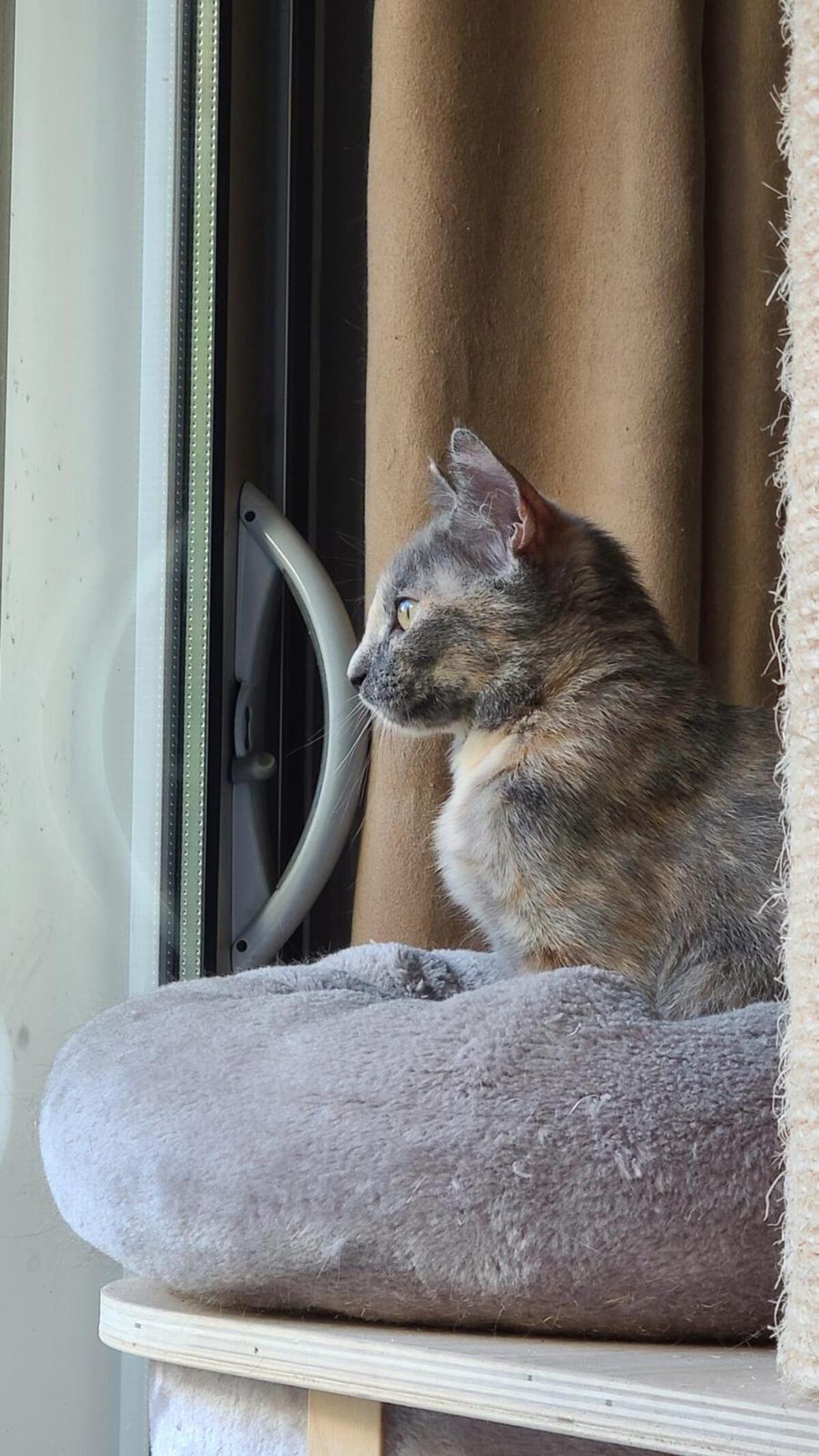 Adoption Dorie