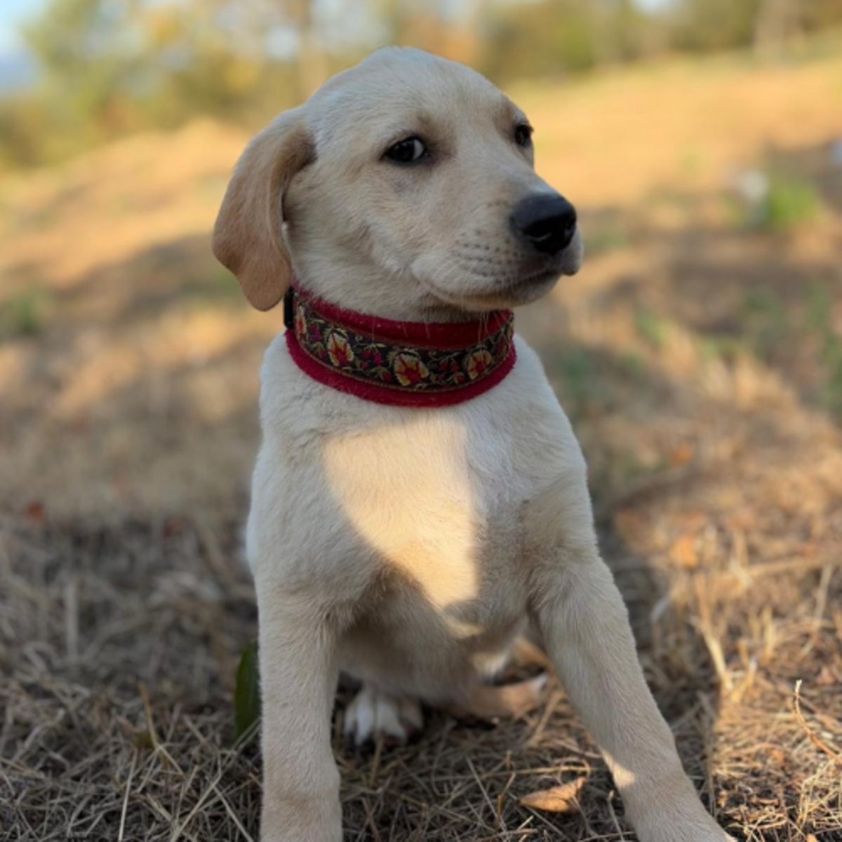 Adoption MACELA