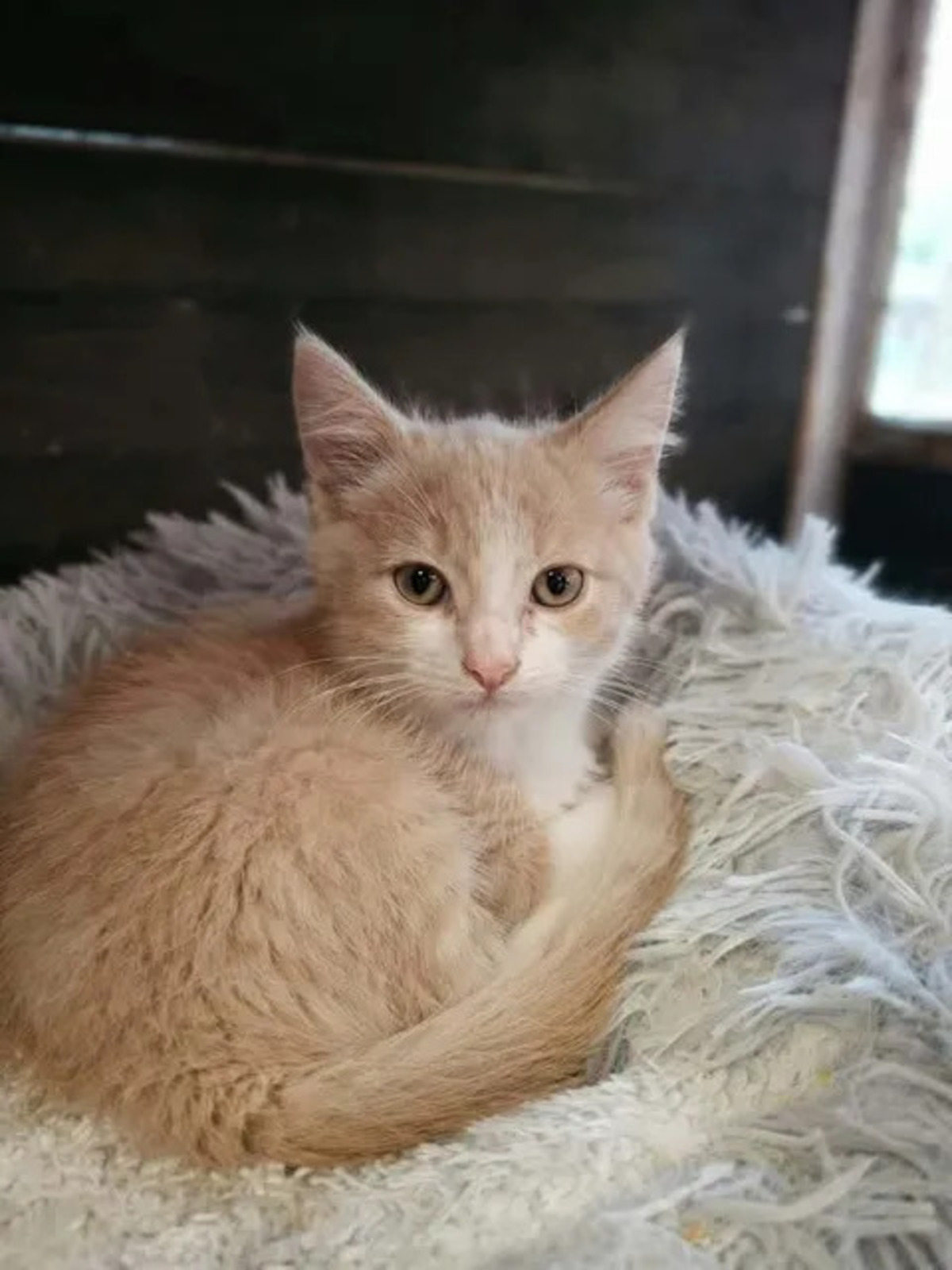 Adoption Jerry
