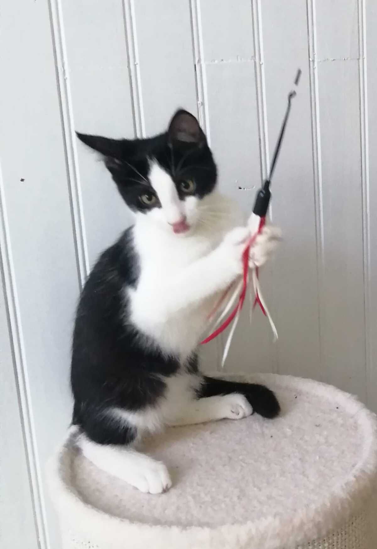 Adoption BAMBOU