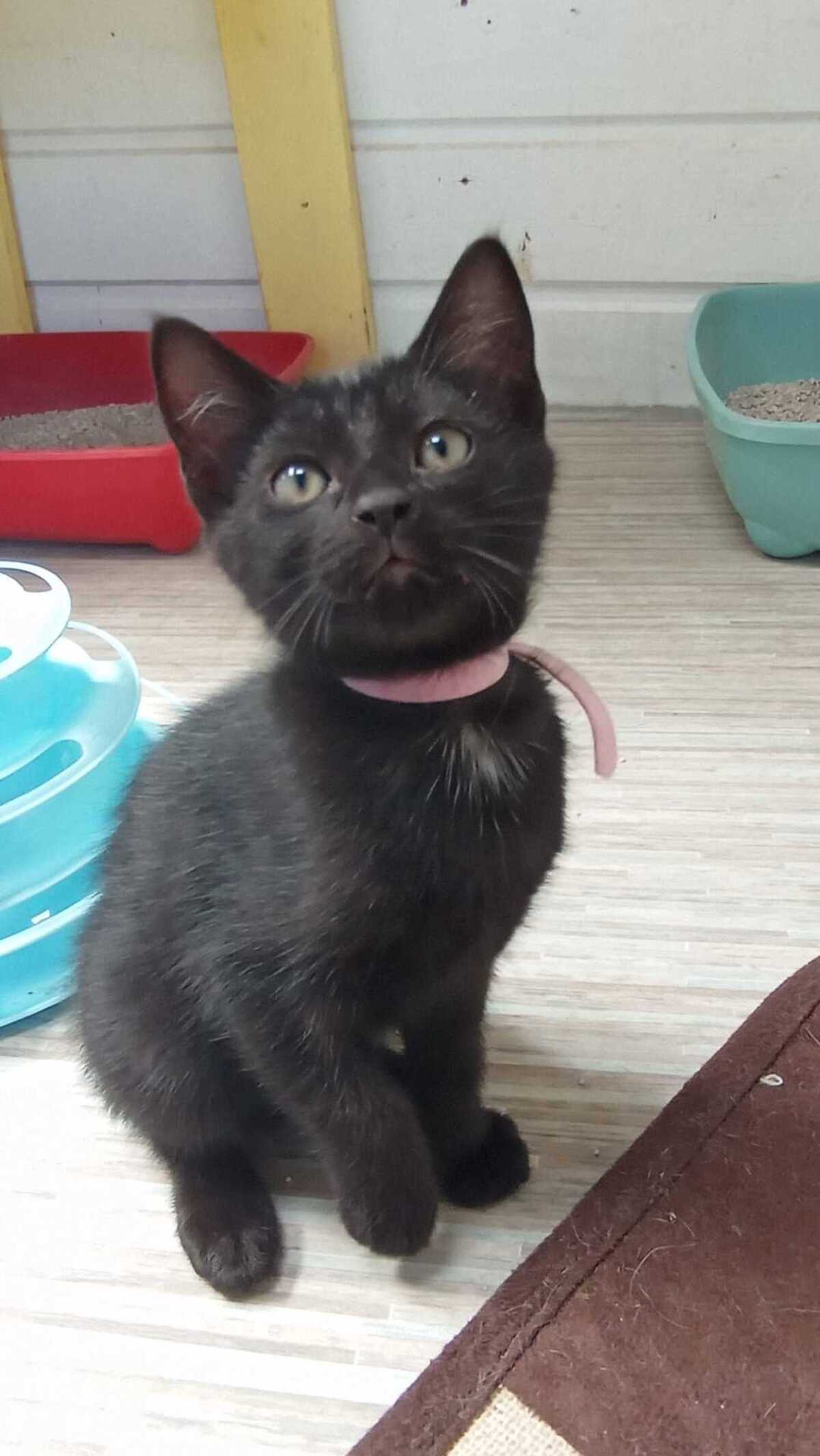 Adoption BRIGITTE