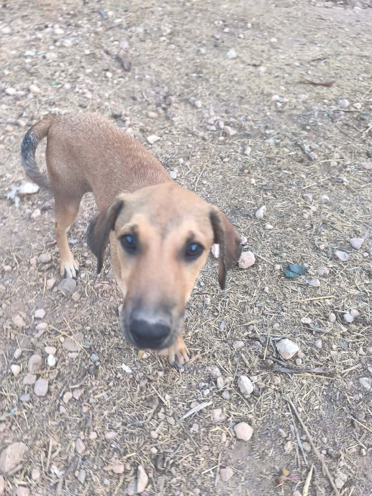 Adoption Vainilla