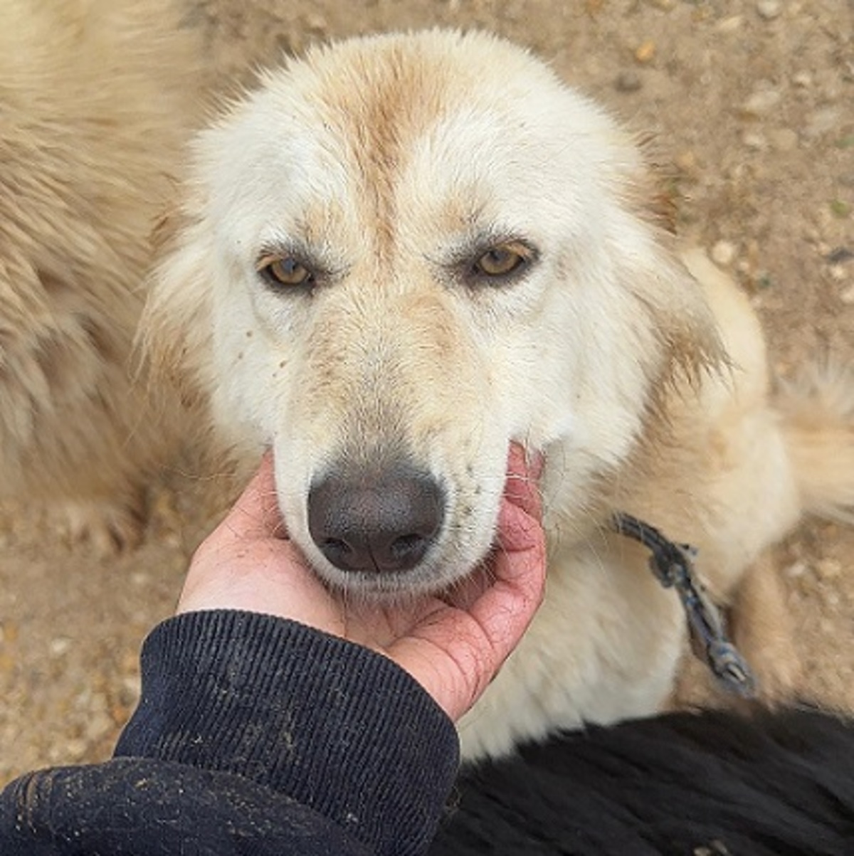 Adoption Izzy
