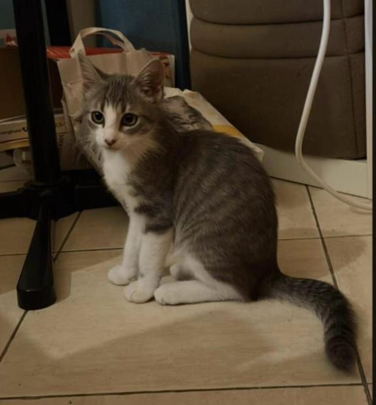 Adoption Jinx
