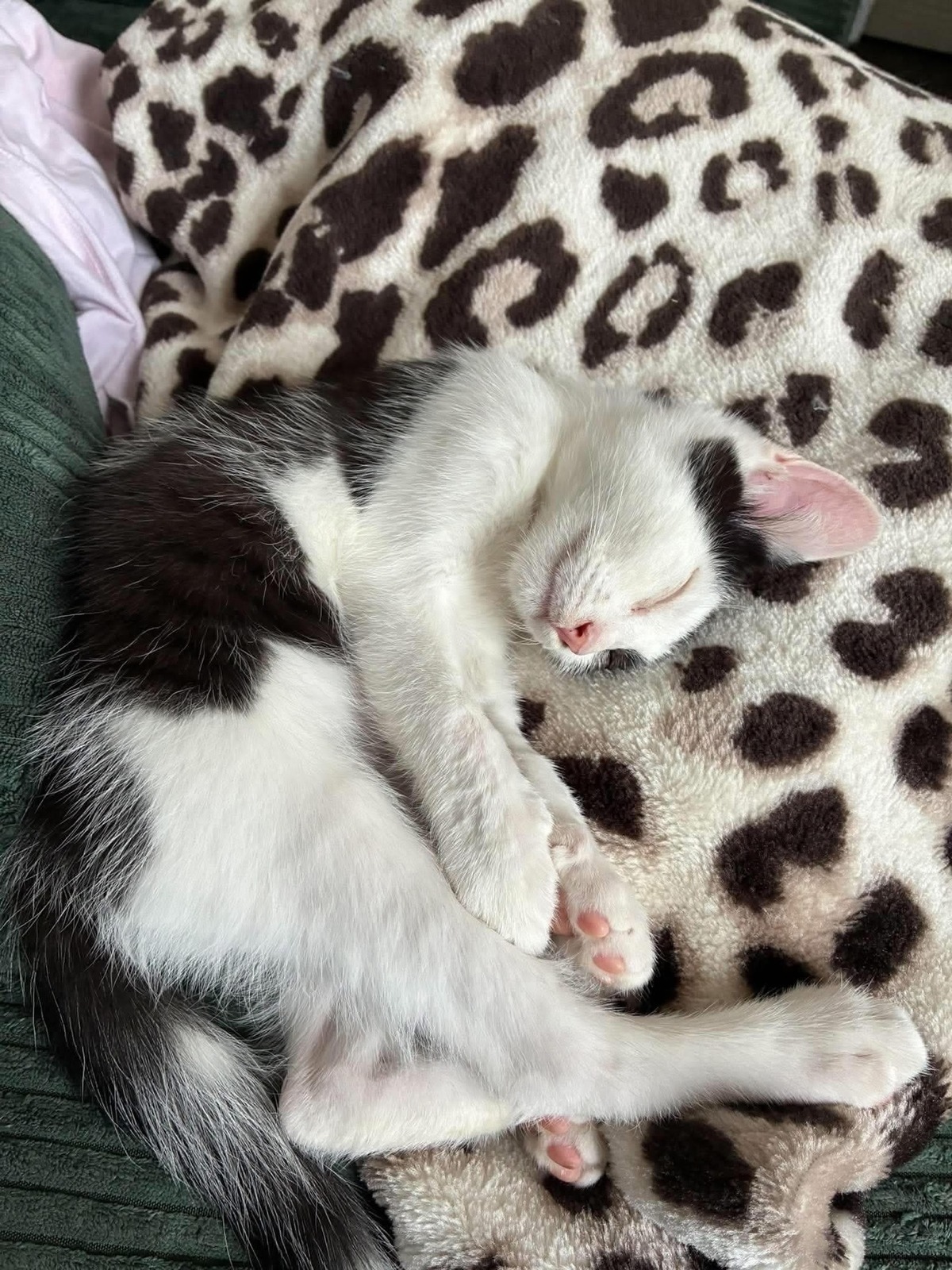 Adoption Crapu 