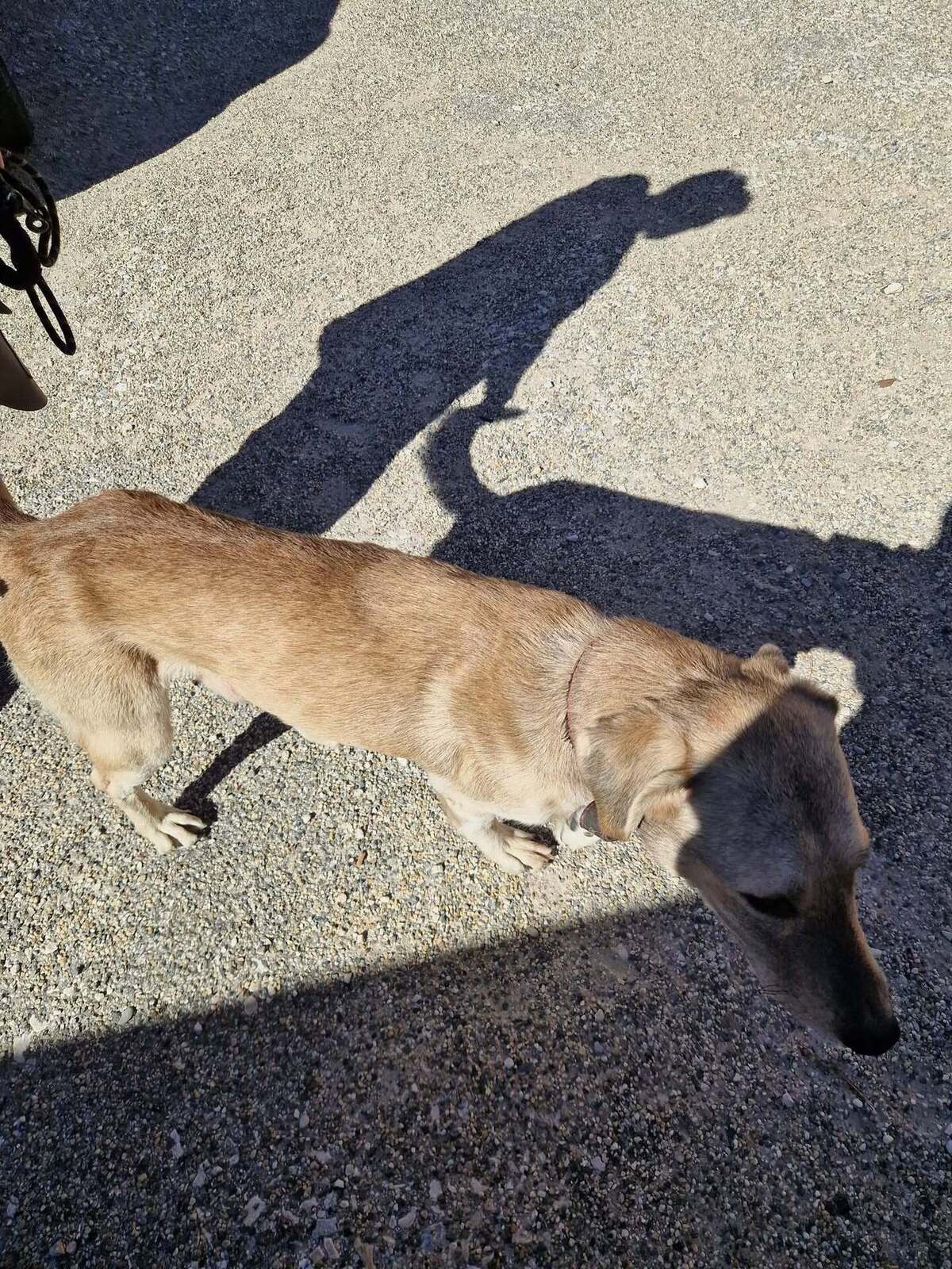 Adoption Alfred