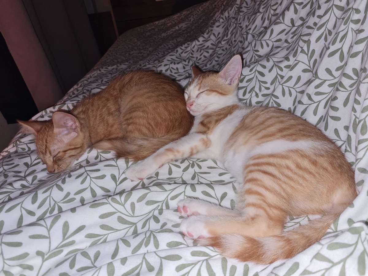 Adoption Noisette