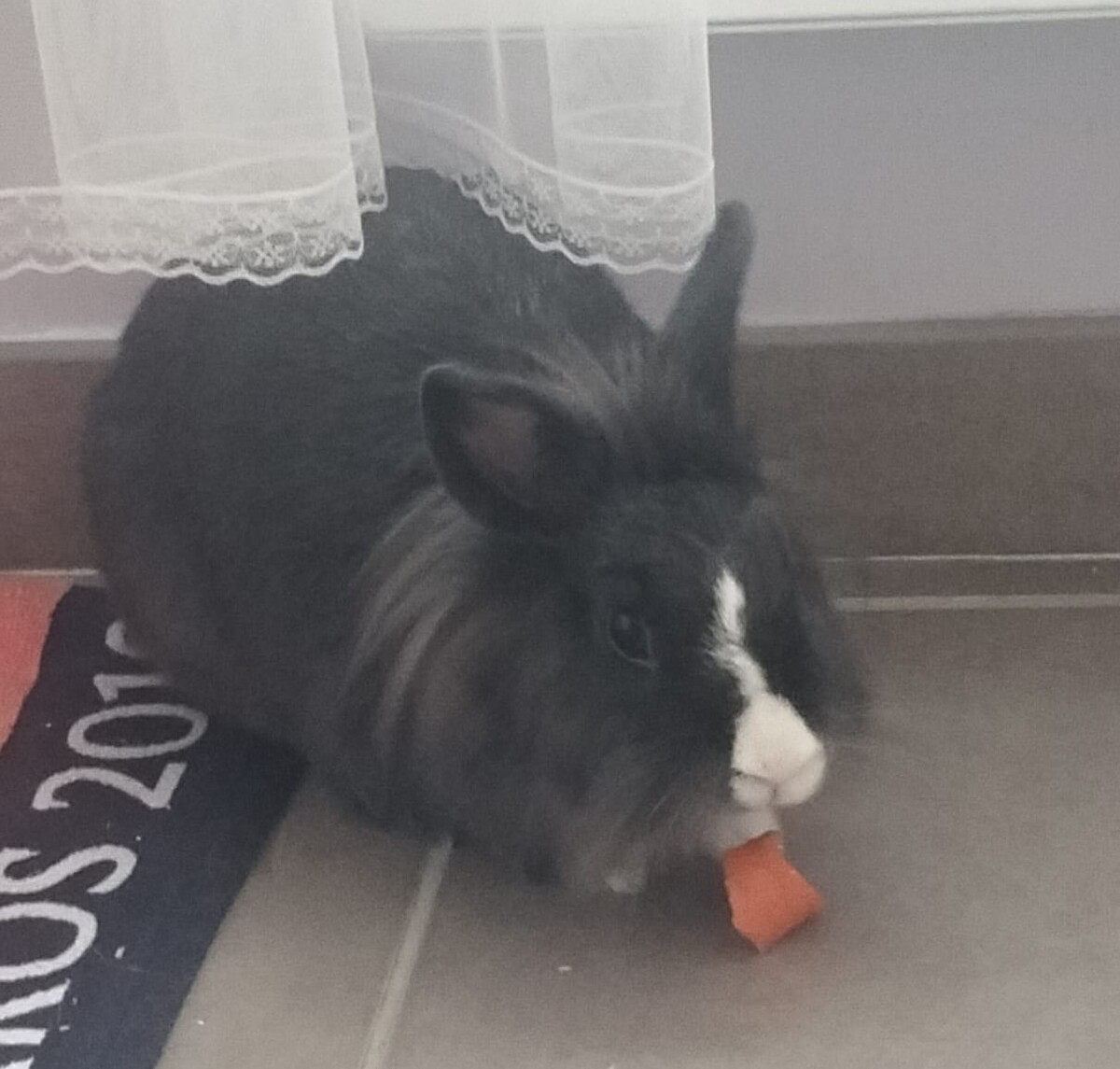 Adoption Milky