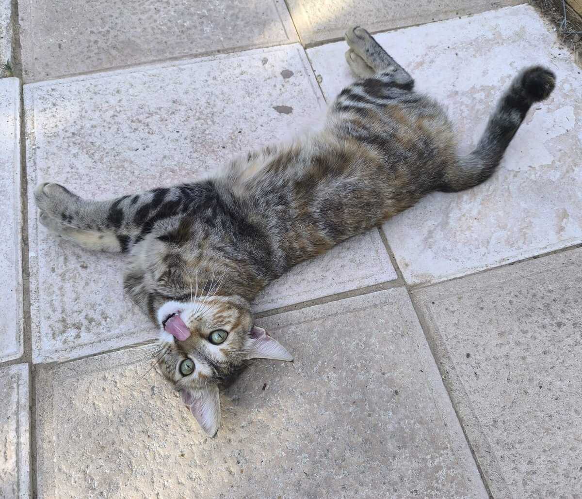 Adoption Sol