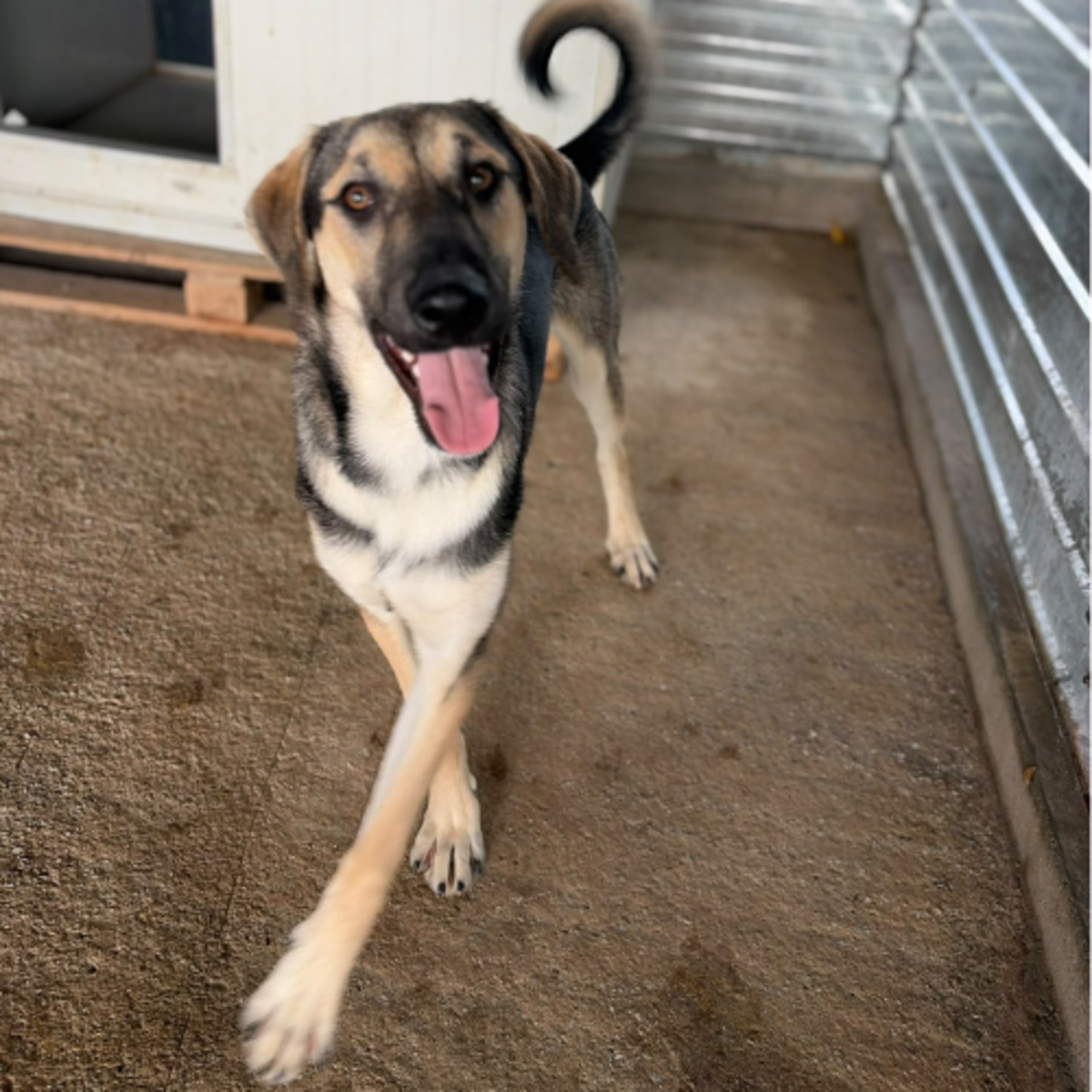 Adoption Herman