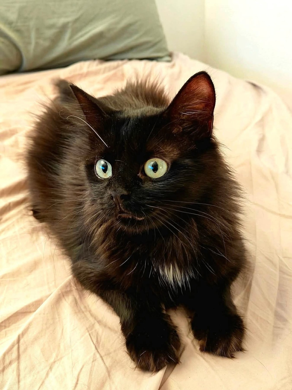Adoption SODEBA
