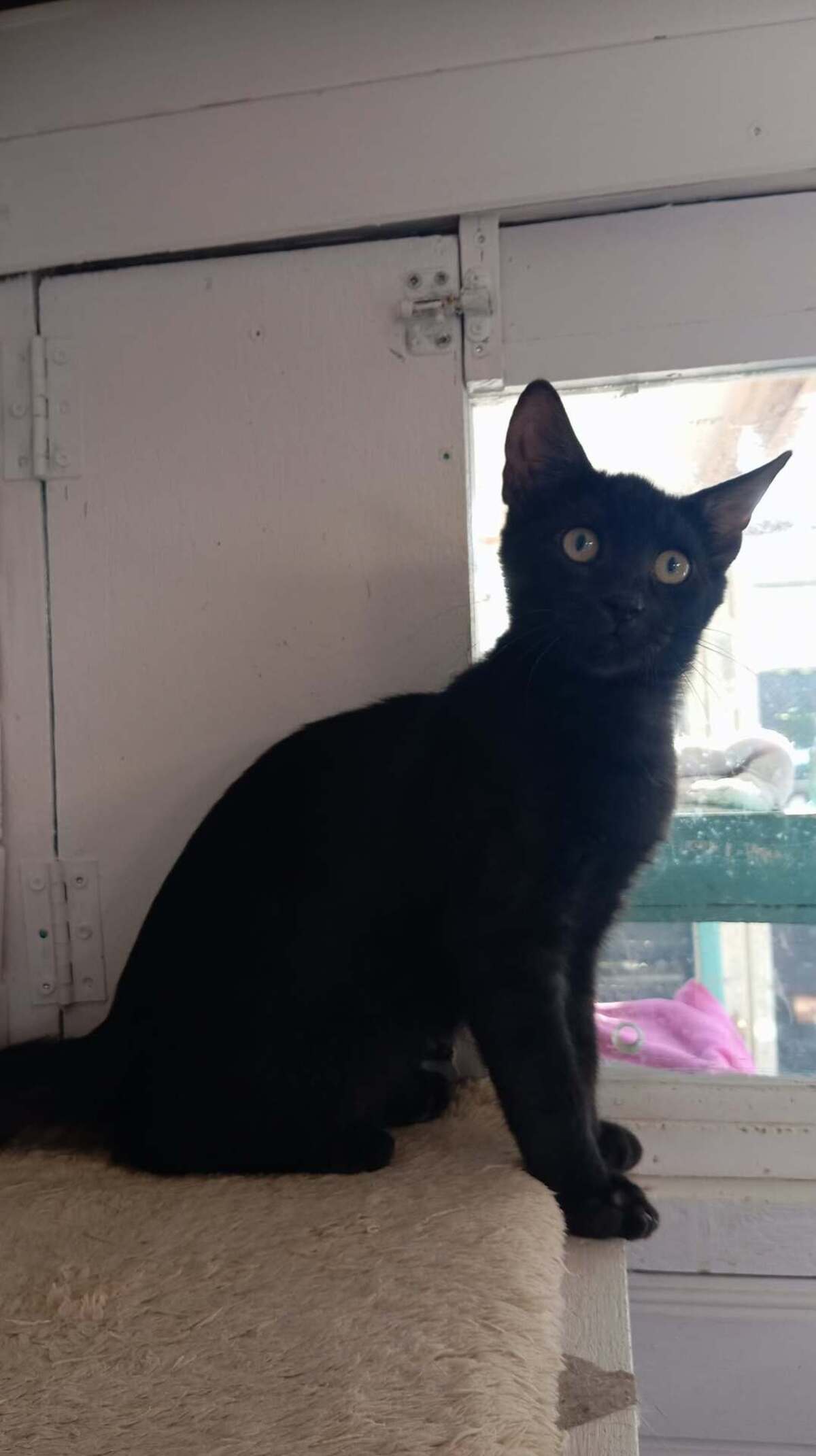 Adoption Romain