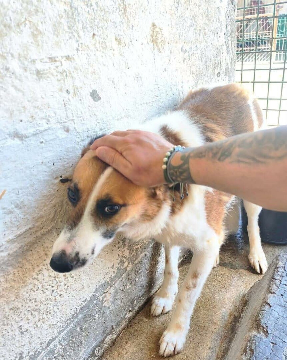 Adoption Lutti