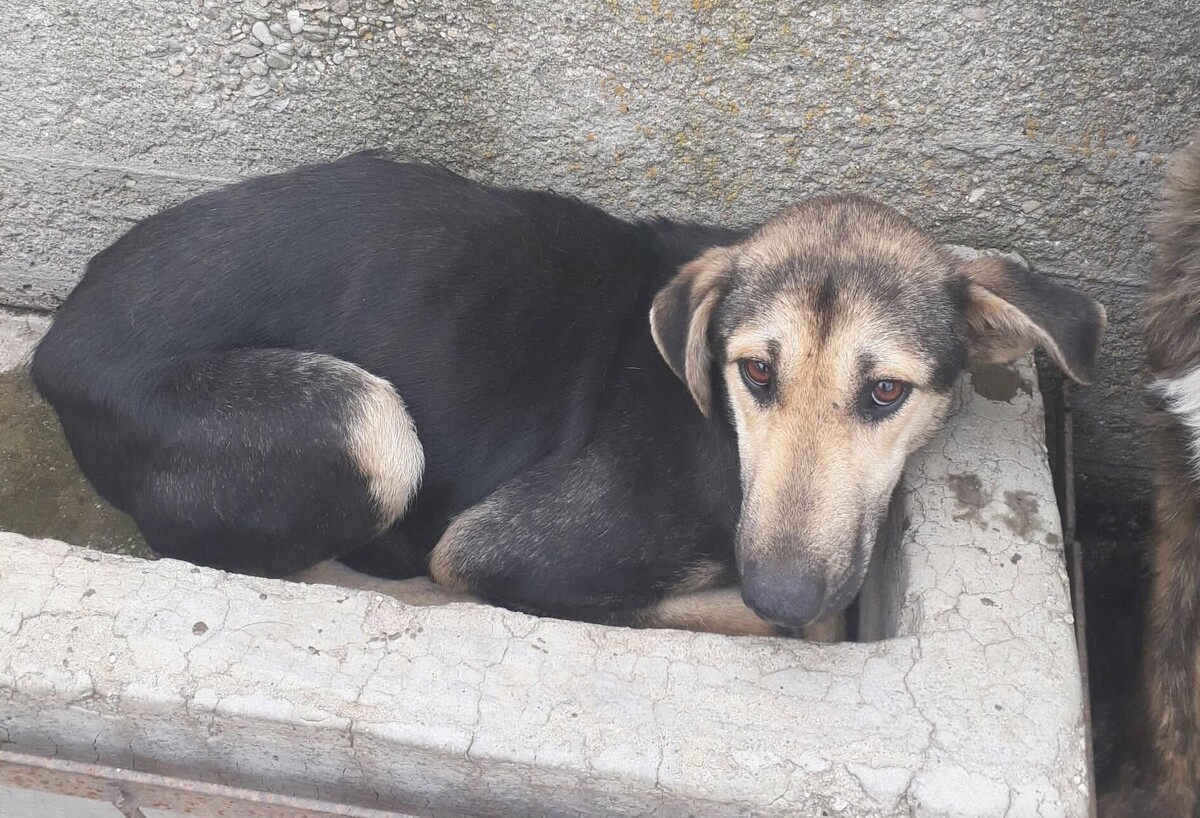 Adoption Noemy