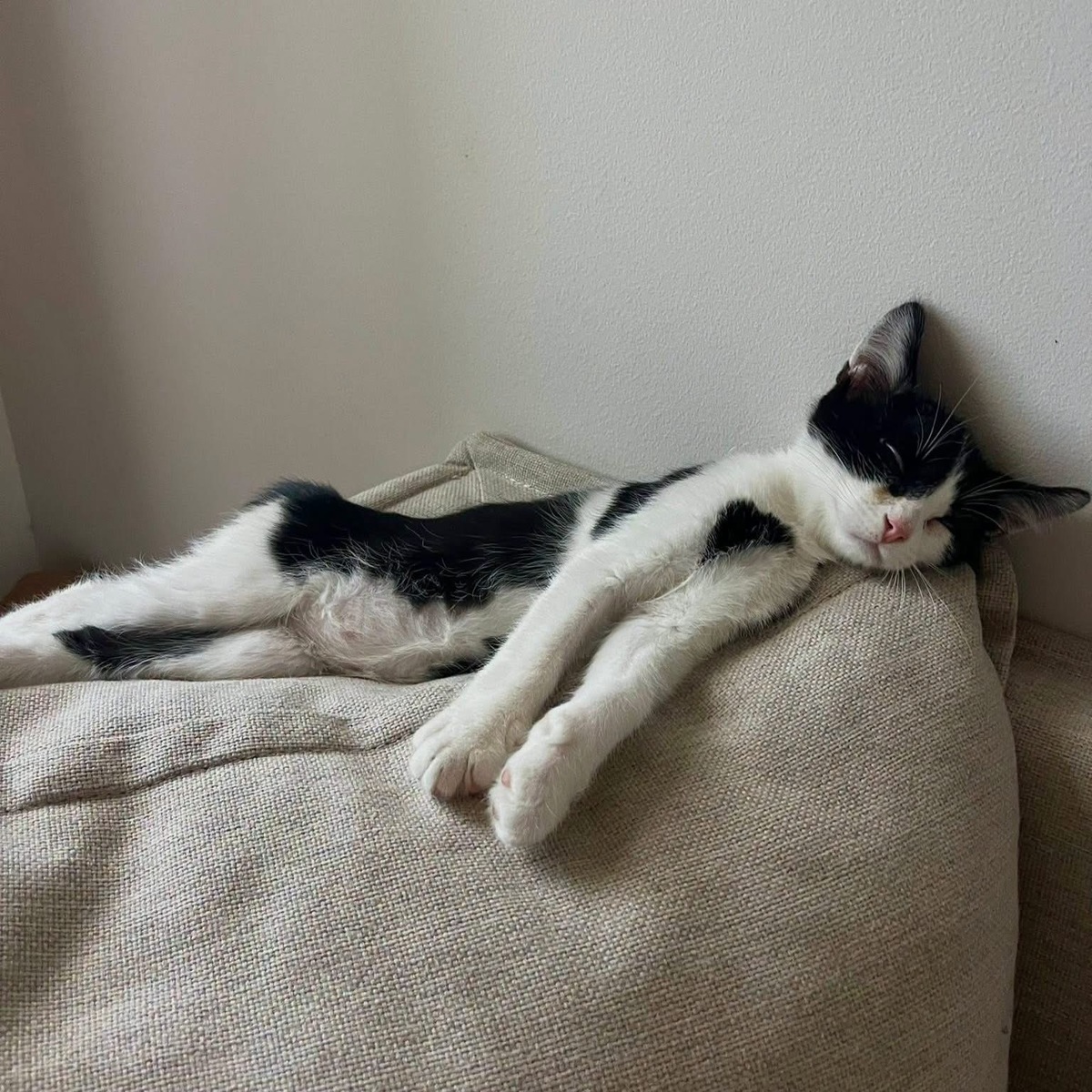 Adoption Speed 