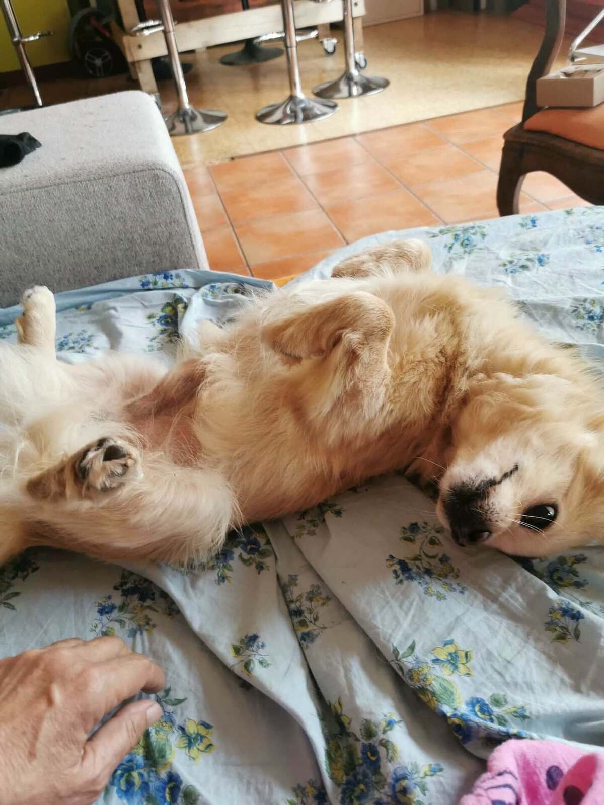 Adoption Titi