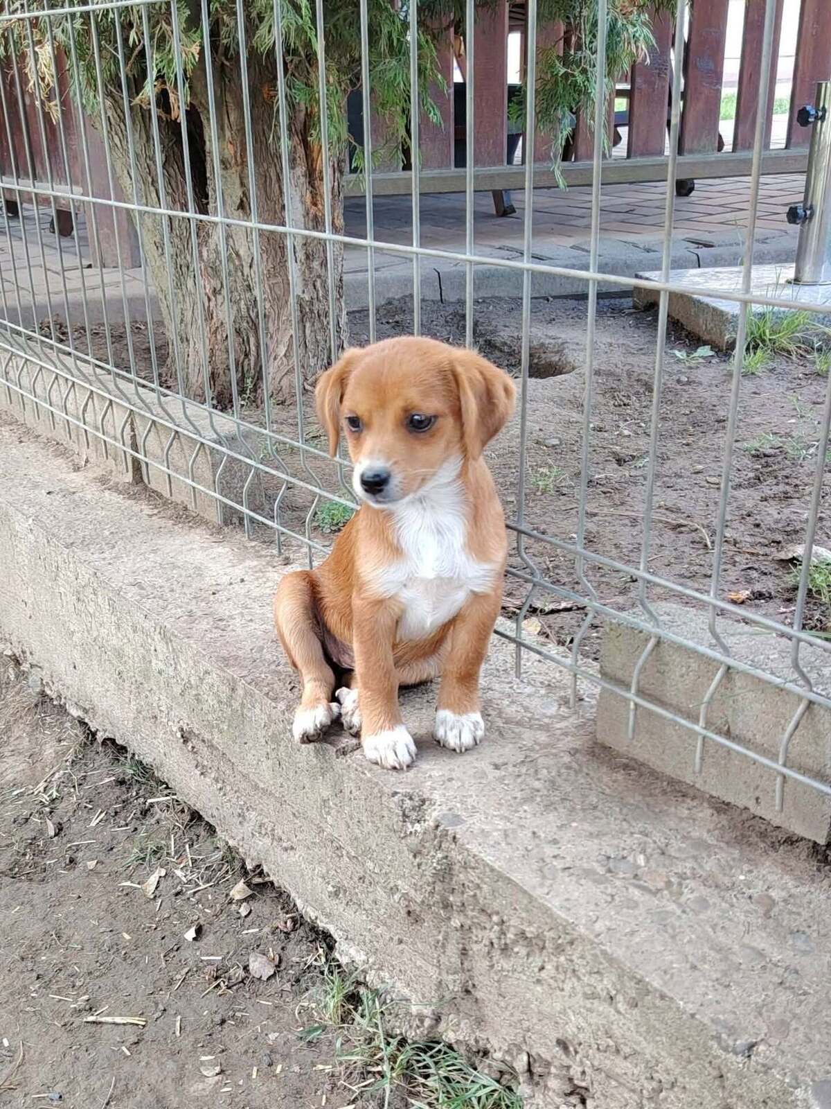 Adoption Shizen