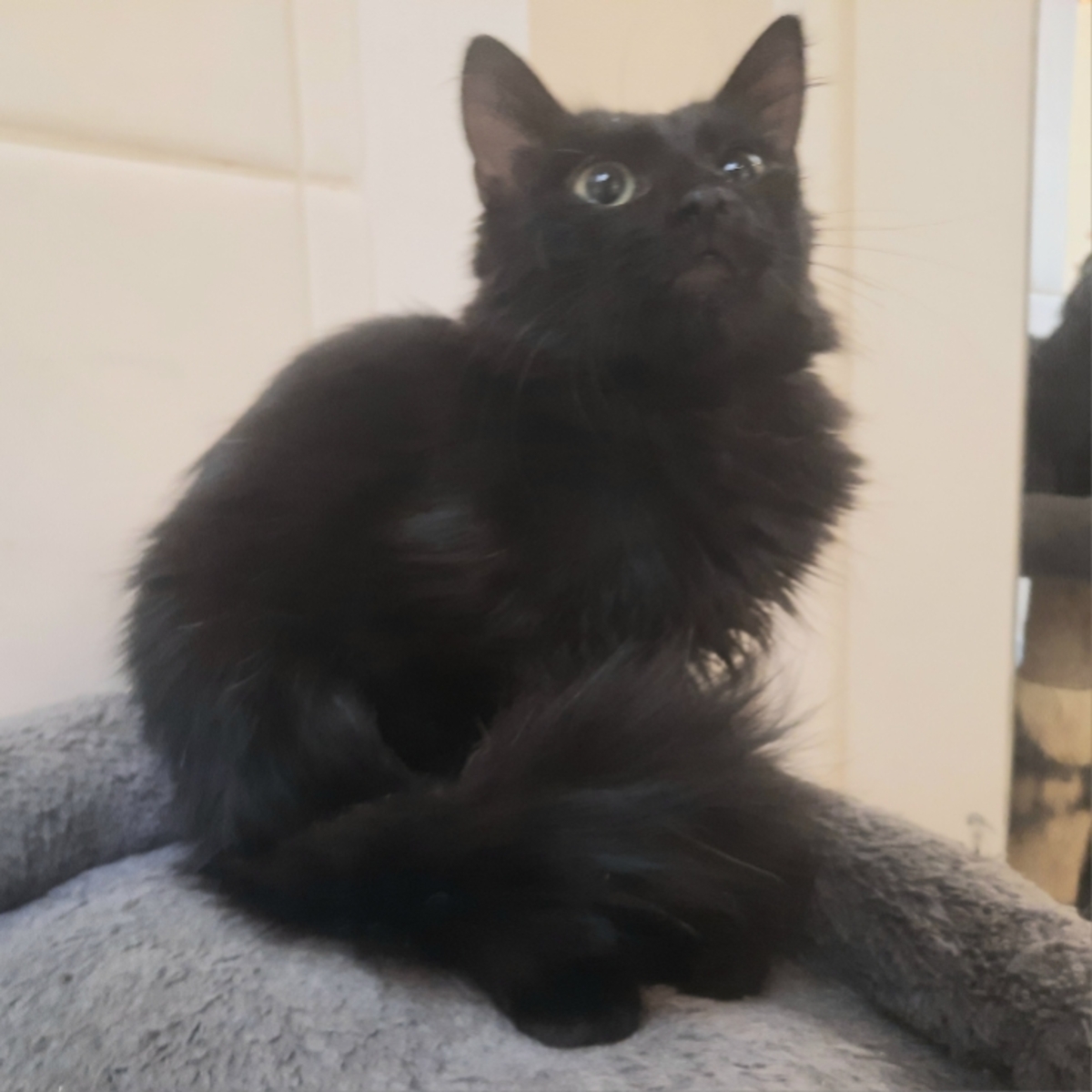 Adoption Bogart