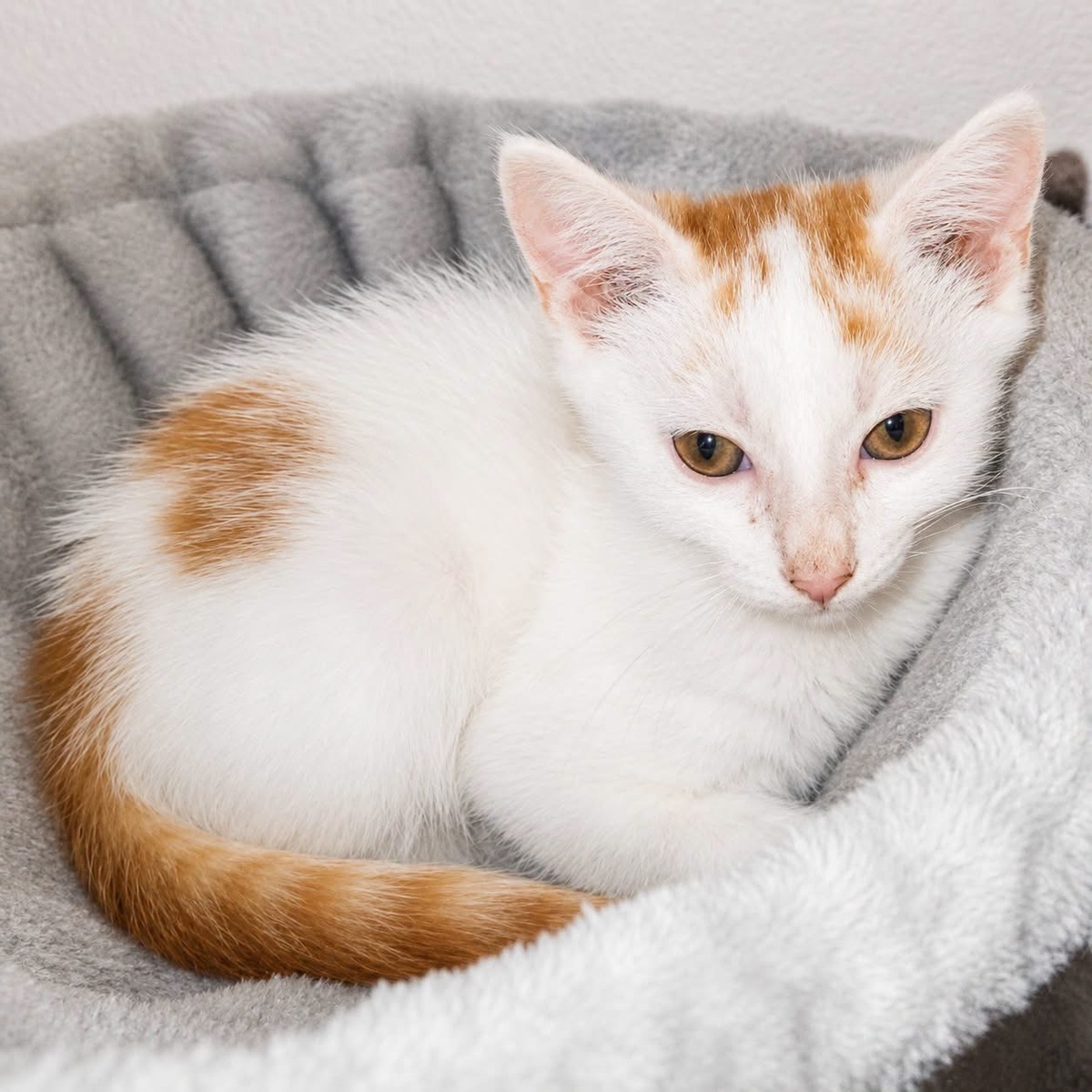 Adoption Blanko