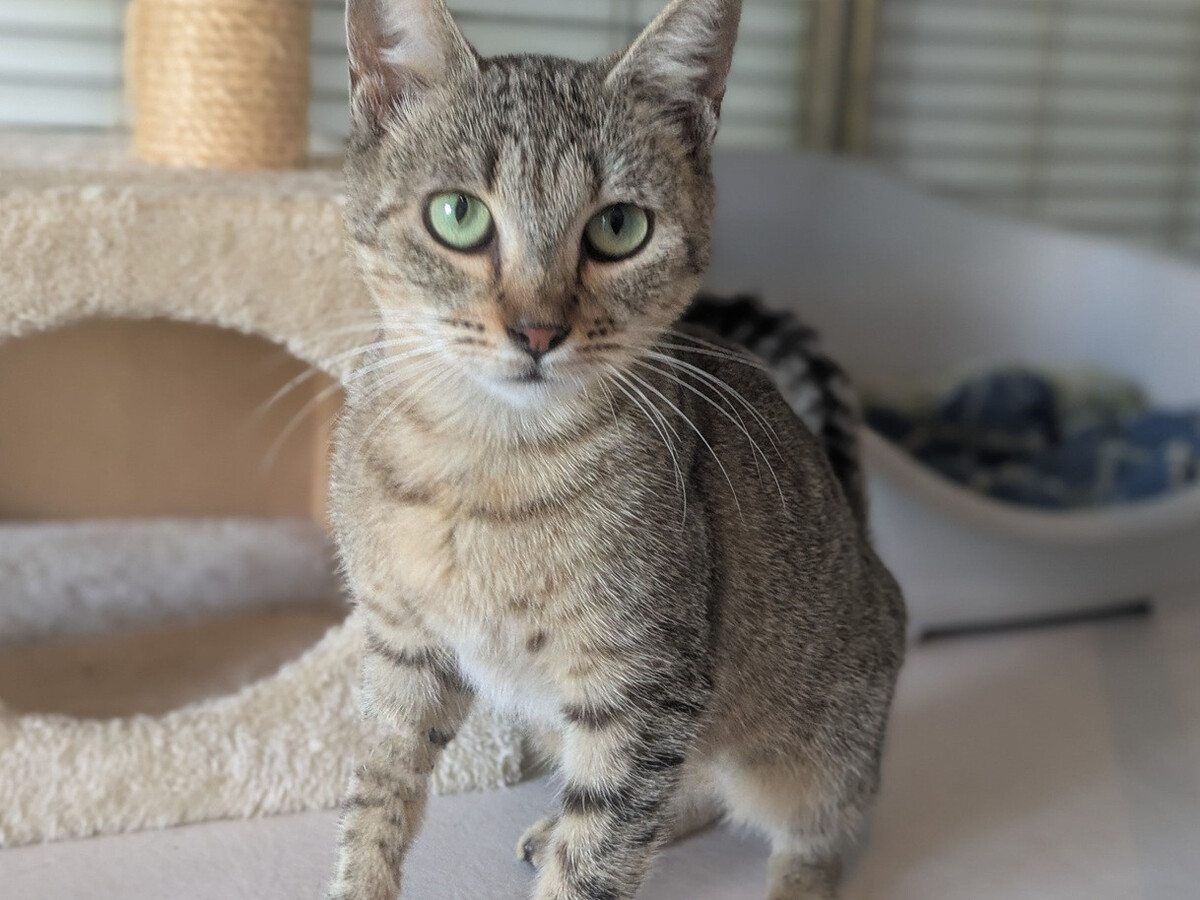 Adoption Bessy