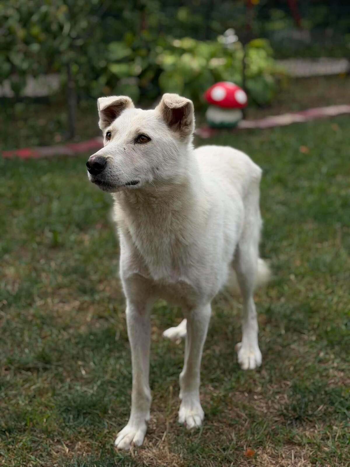 Adoption Polar