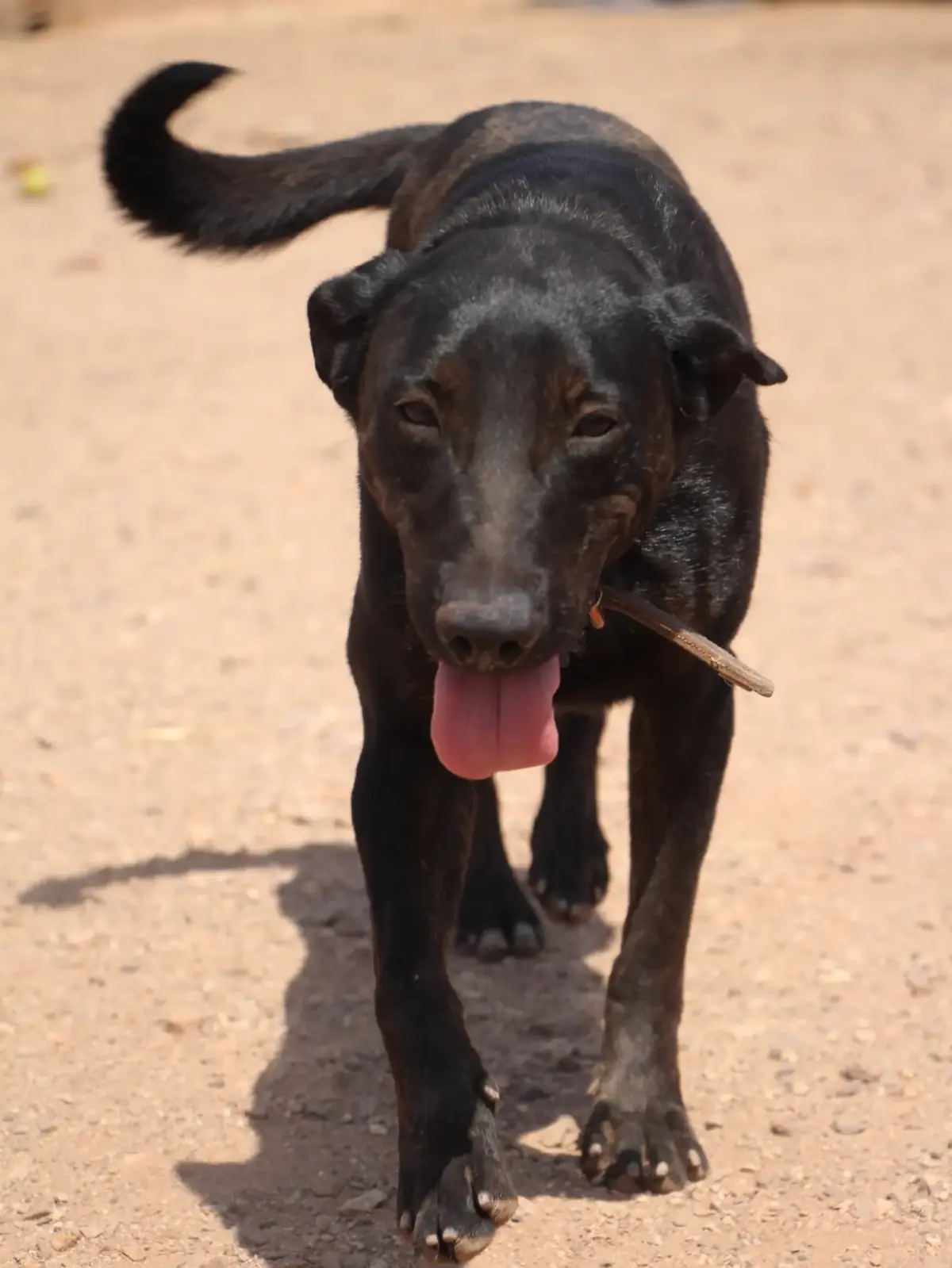 Adoption Anastasia