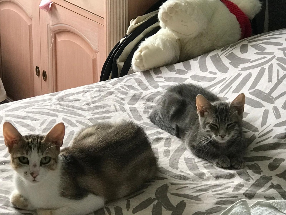 Adoption  Billy