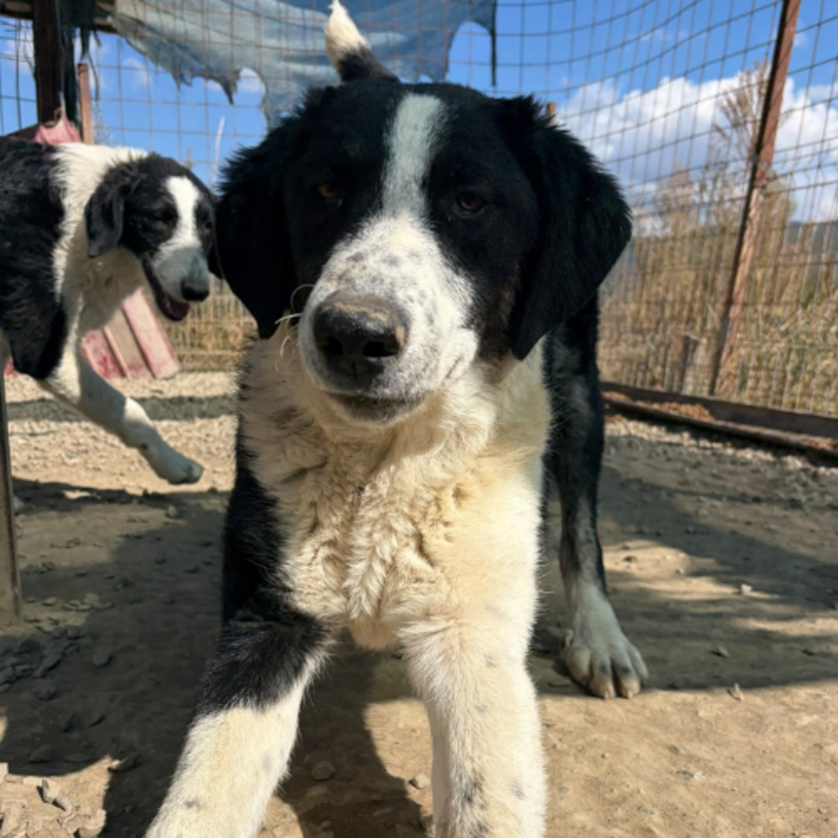 Adoption Olympia