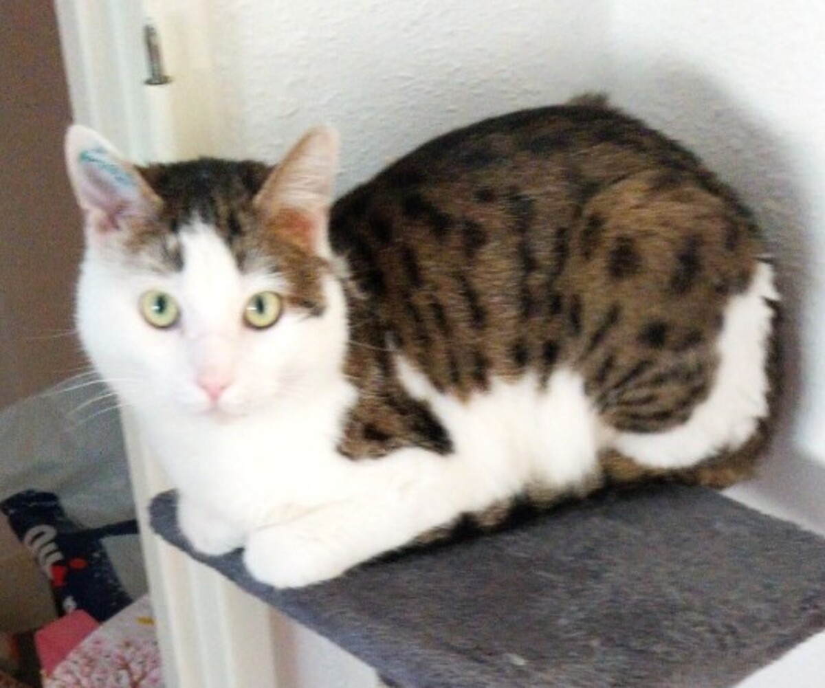 Adoption Valentin