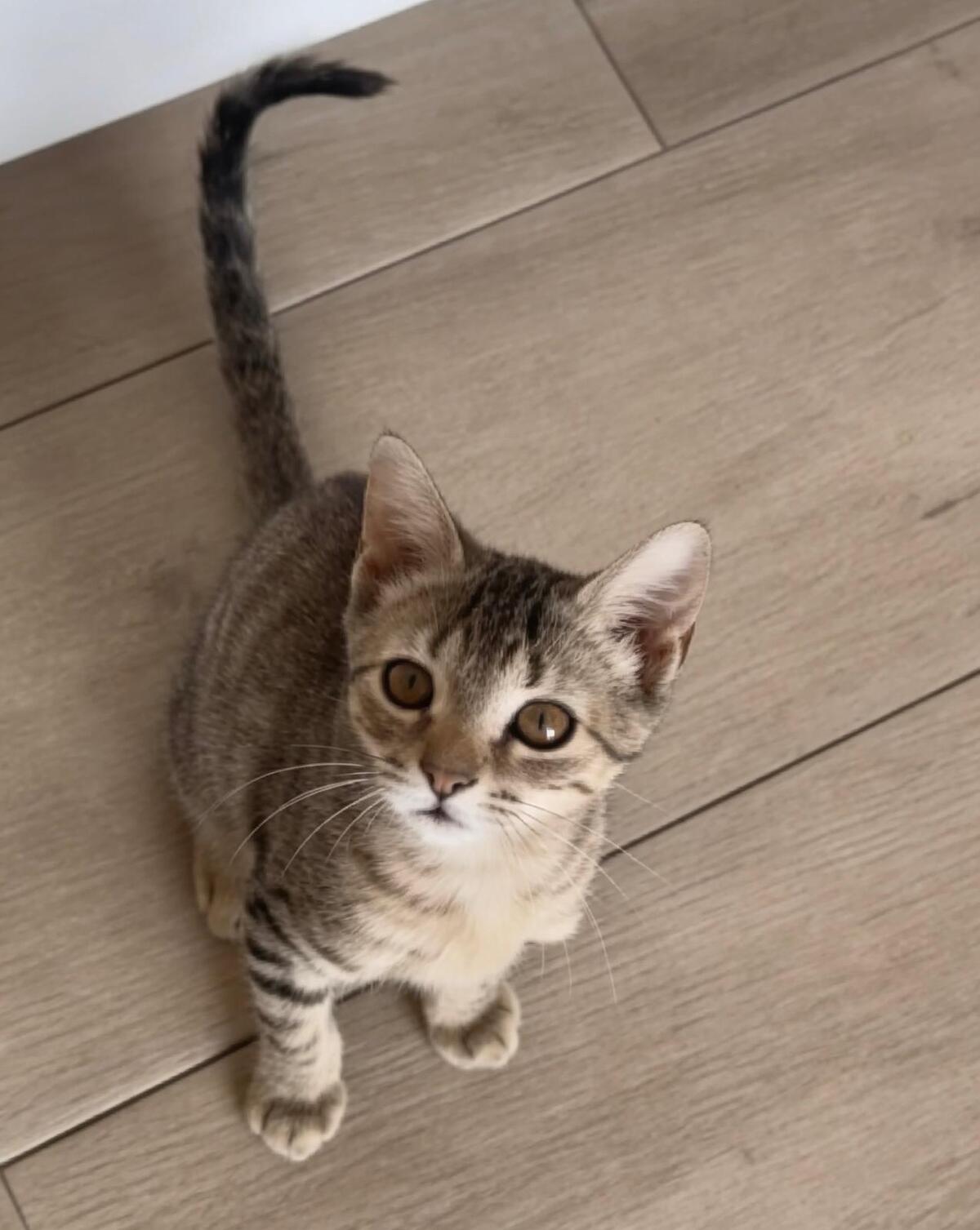 Adoption Sion