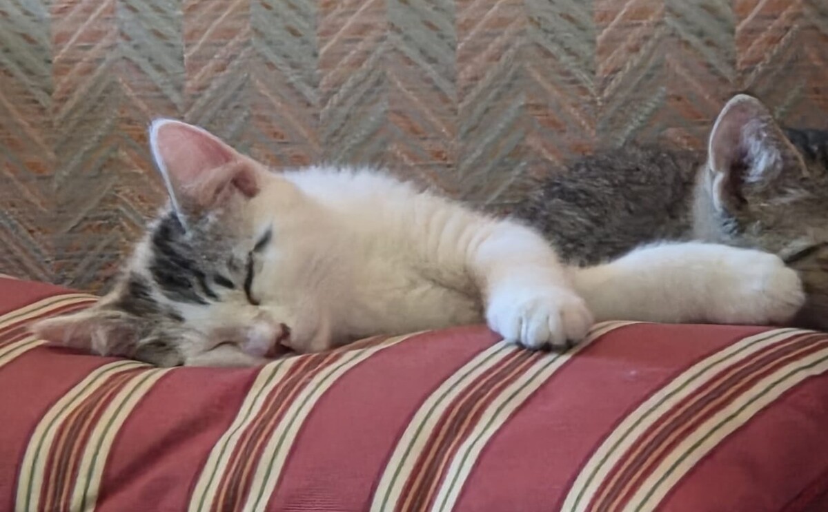 Adoption Bémol