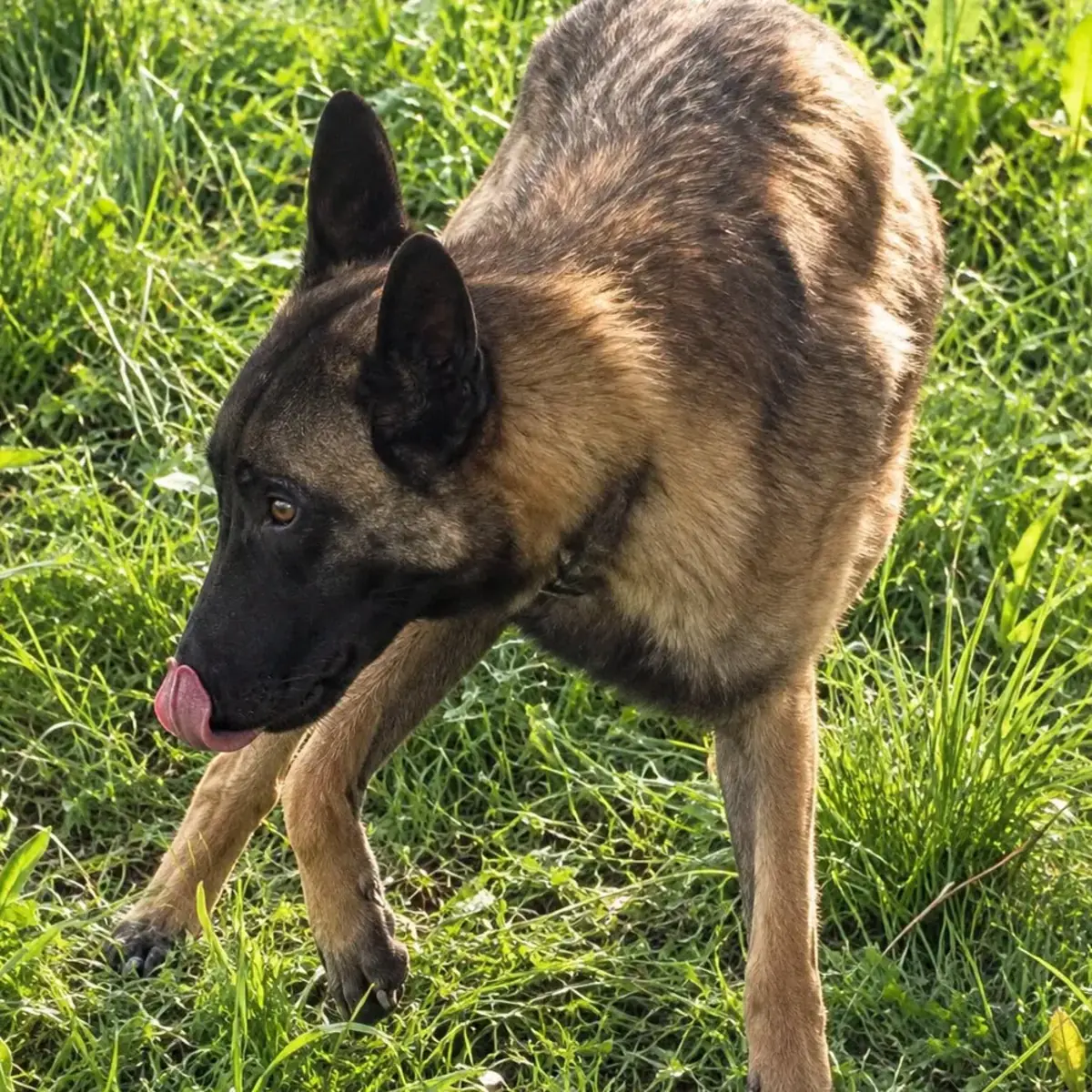 Adoption Aîko 2