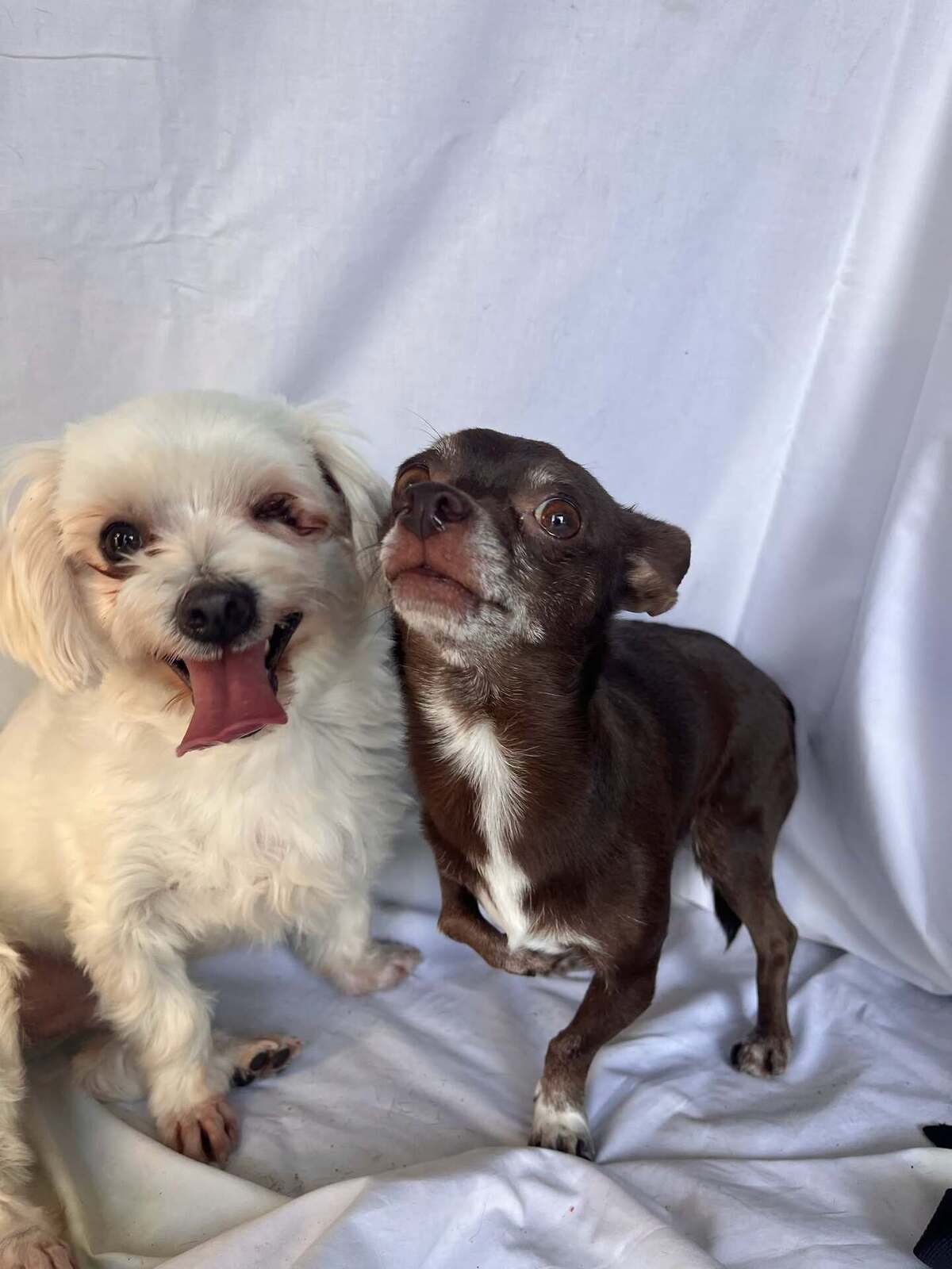 Adoption Tuli et Pirata 