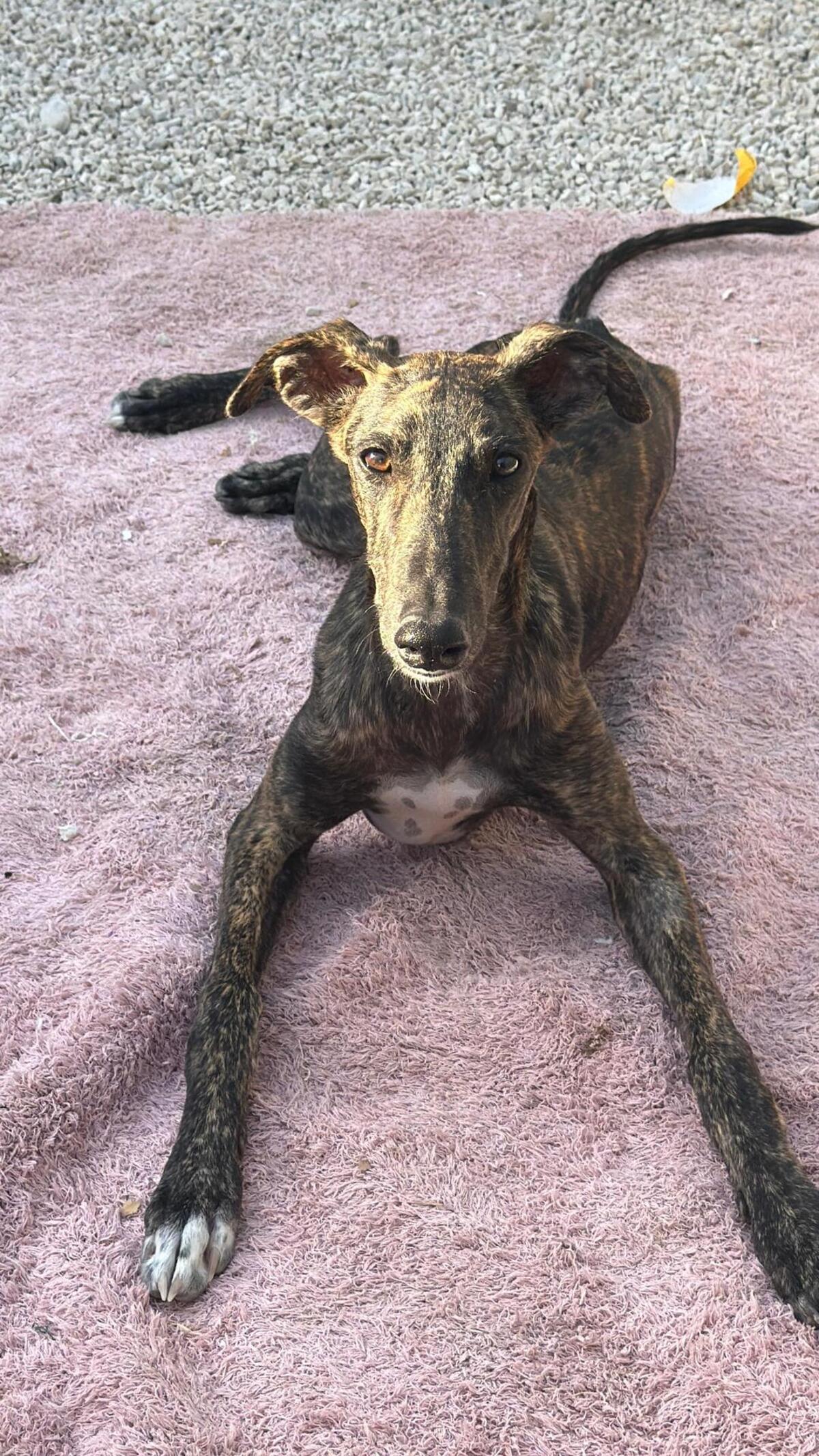 Adoption Maxi