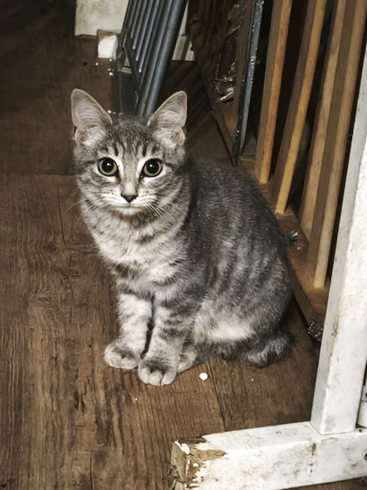 Adoption Sardine
