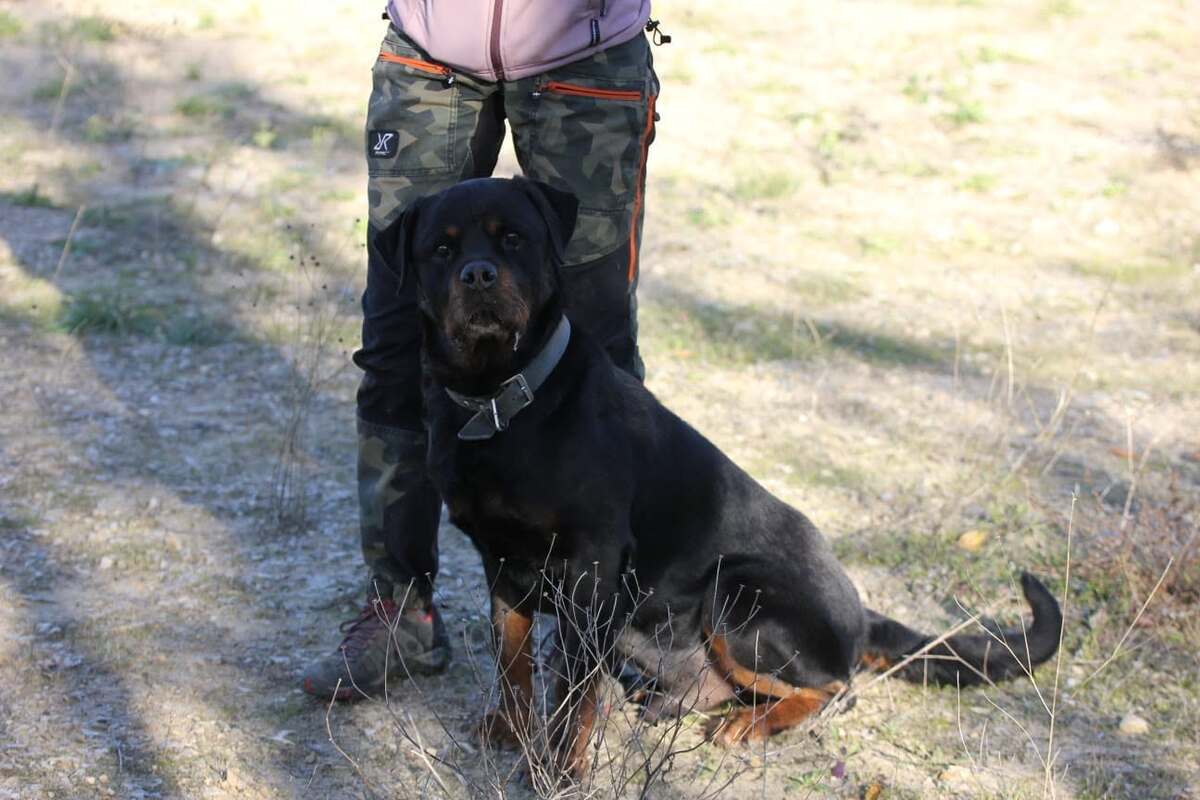 Adoption Jango