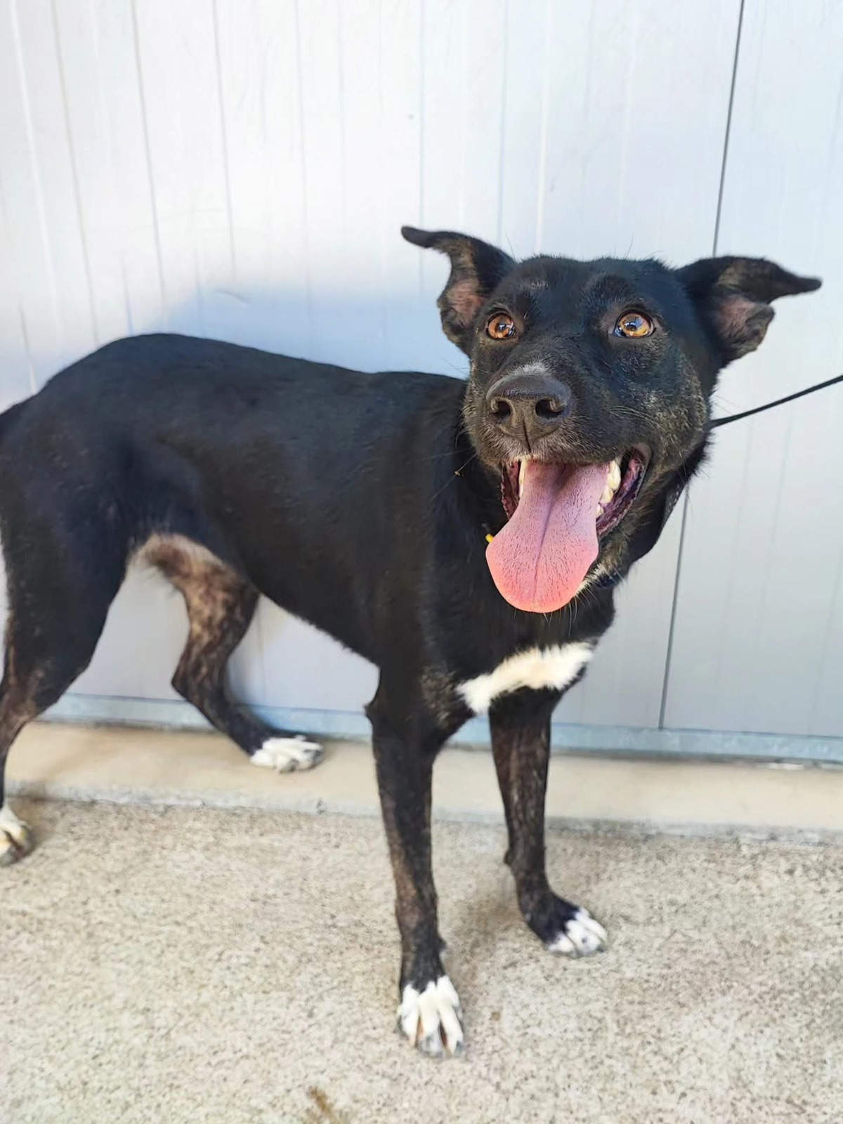 Adoption Cami