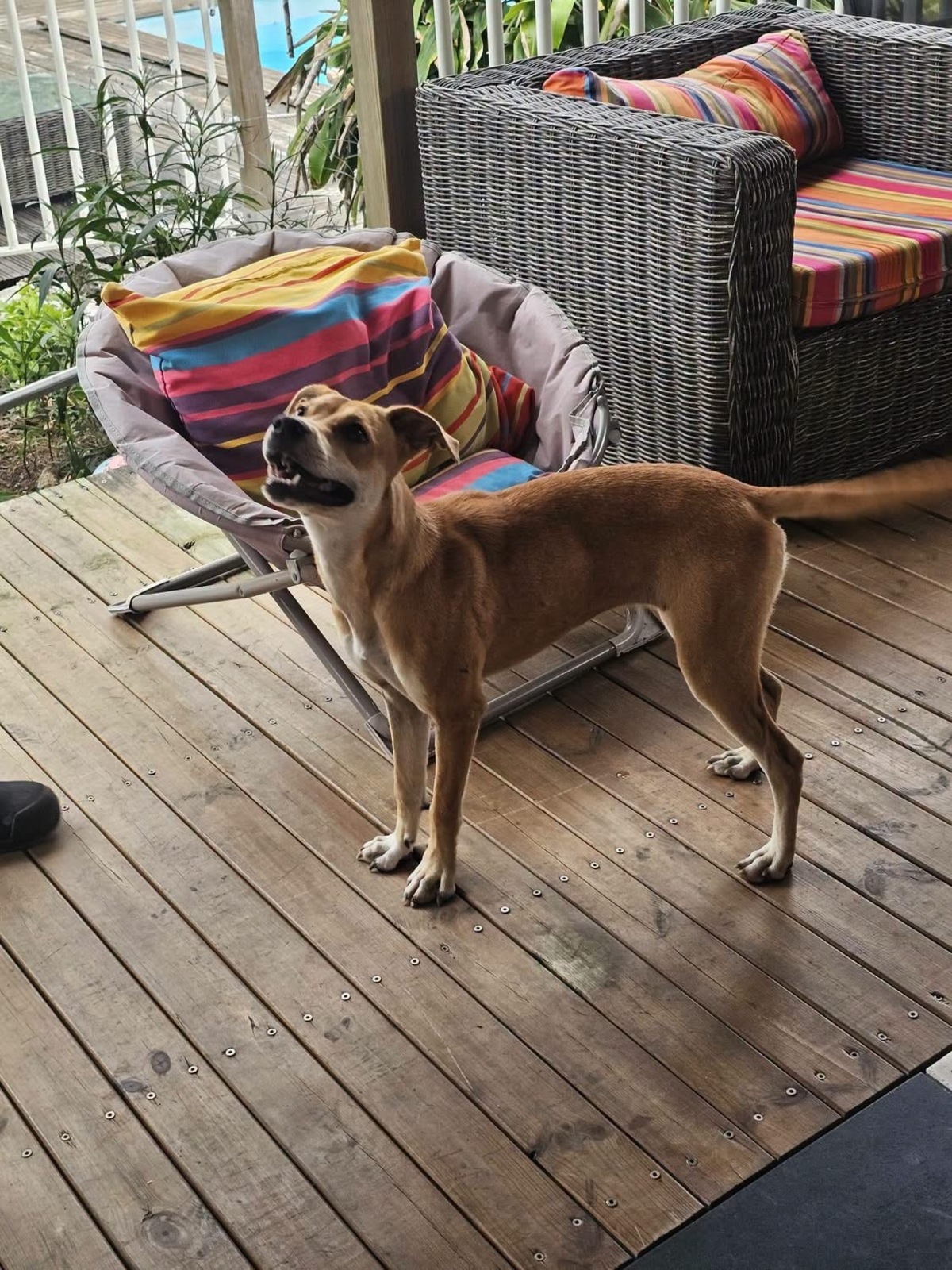 Adoption Yuna