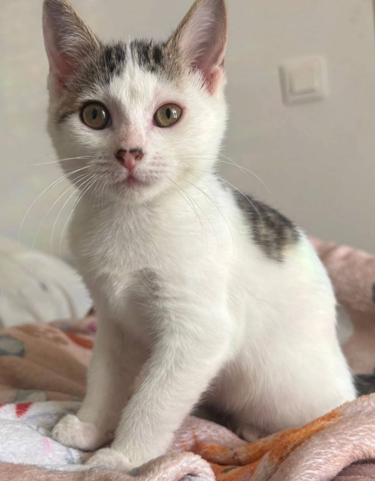 Adoption Asha