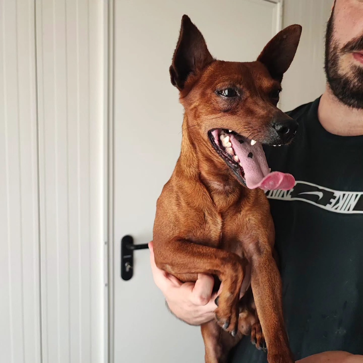Adoption Cookie