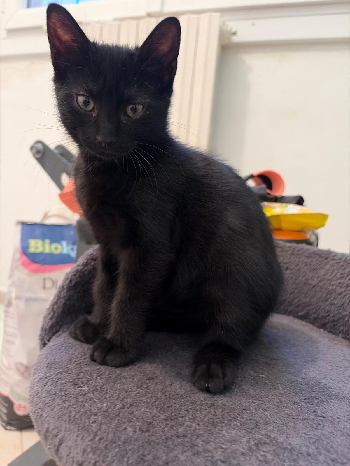 Adoption YUMI et YASU