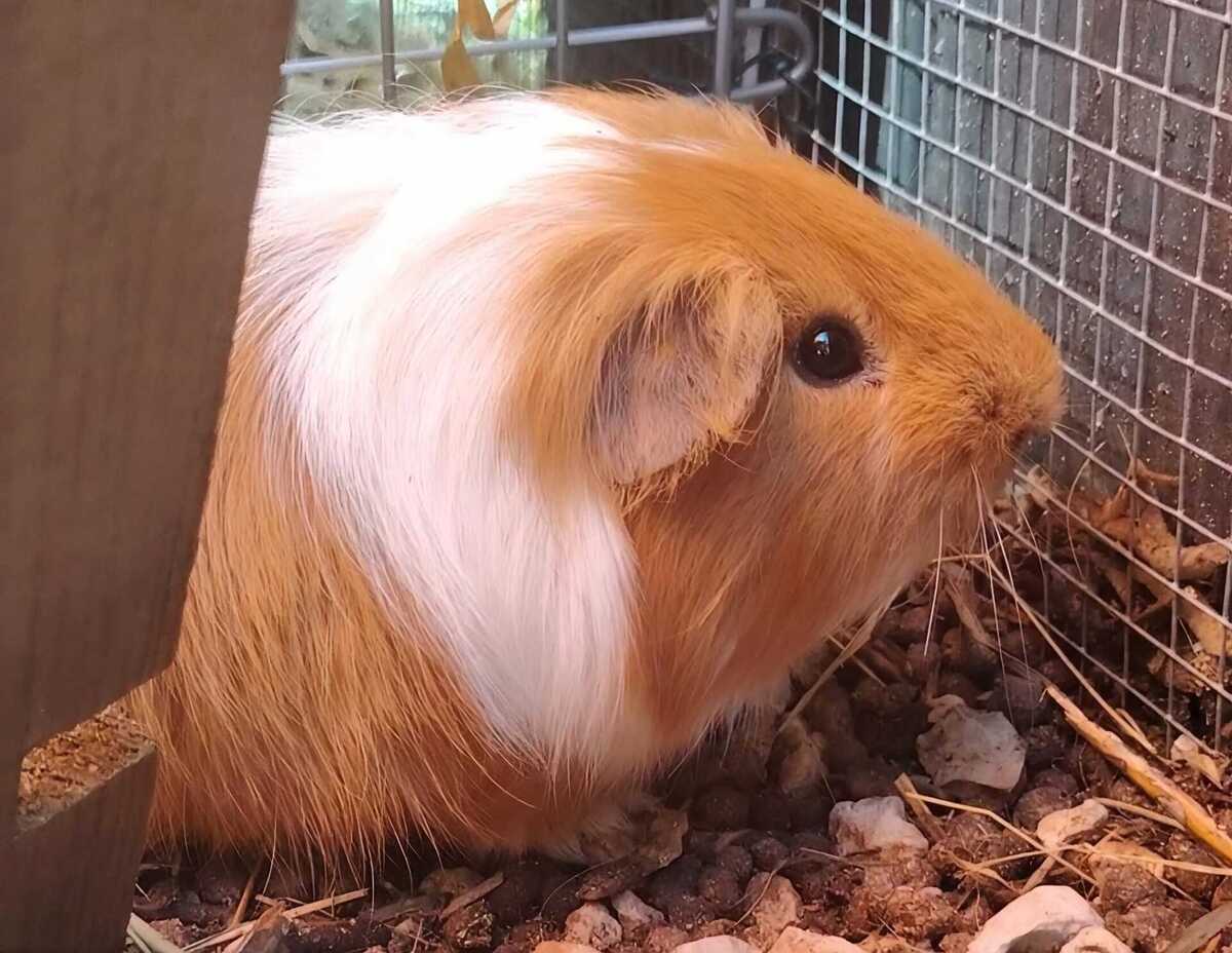 Adoption Saba