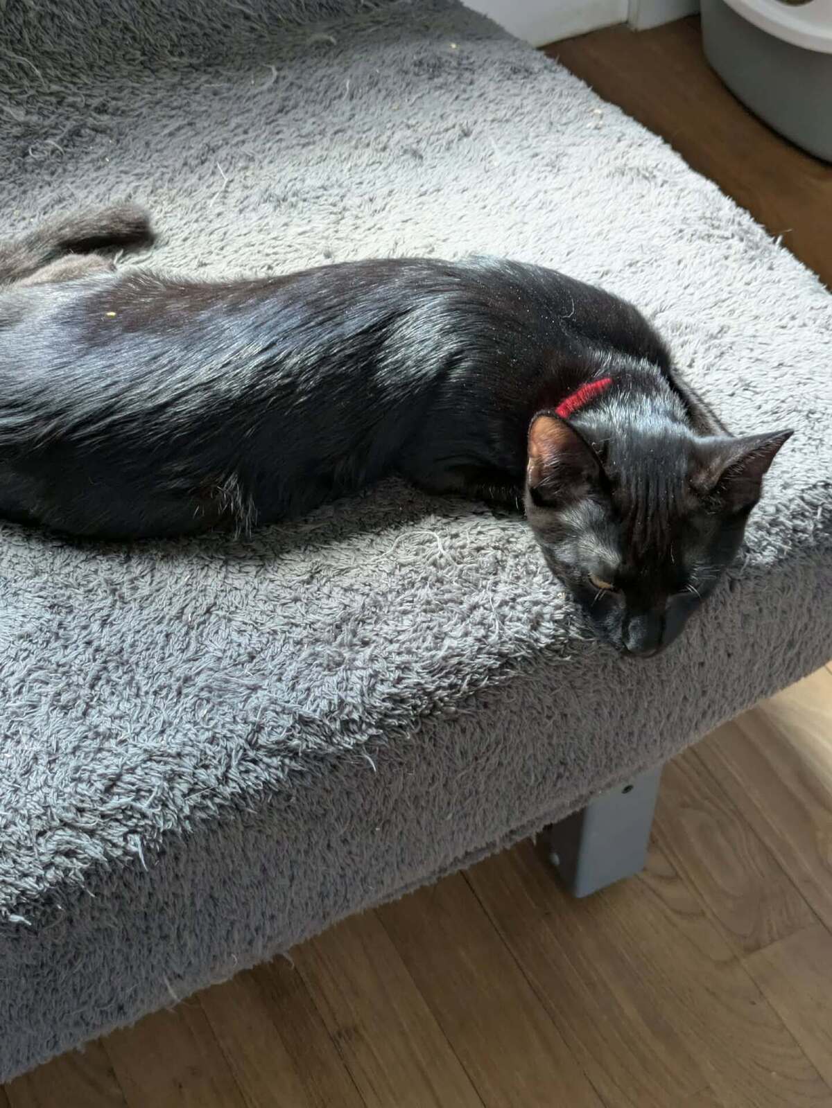 Adoption BITUME
