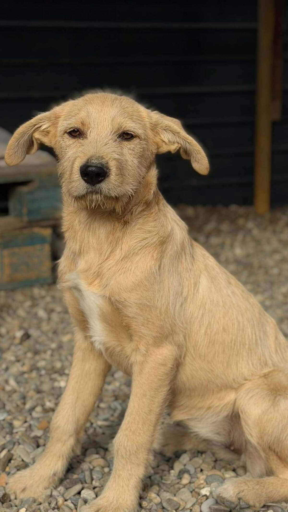 Adoption Miele