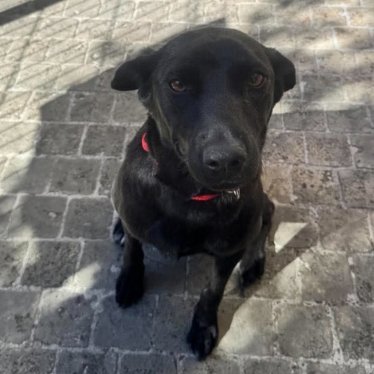 Adoption LAIKA