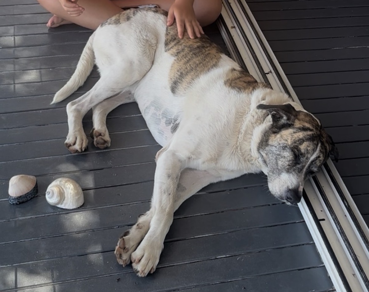 Adoption Macao