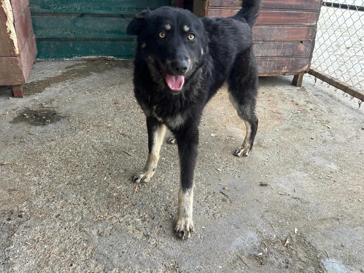 Adoption Feli